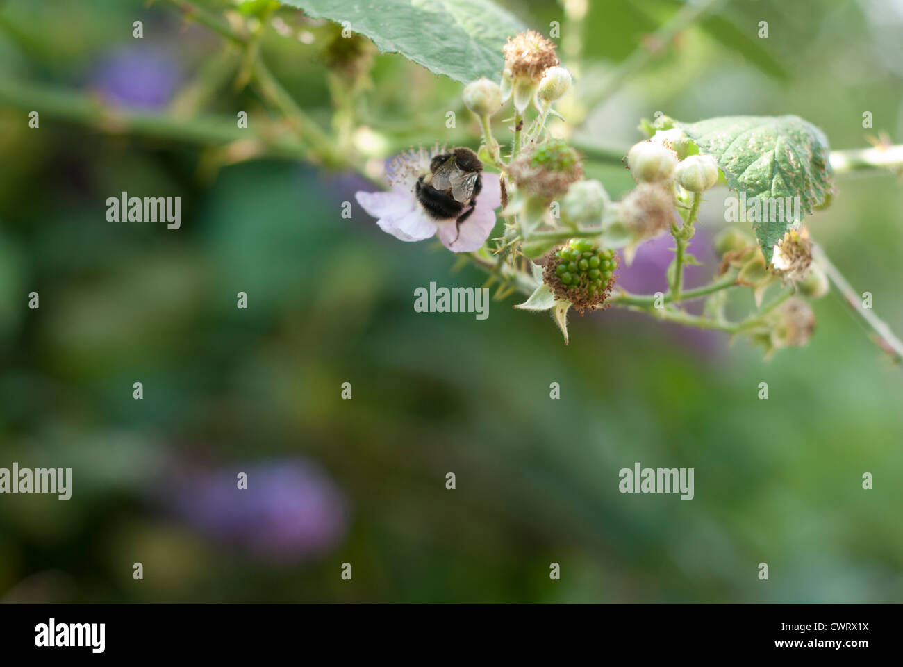 Une abeille la collecte du pollen d'une fleur de ronce à côté d'un blackberry de maturation Banque D'Images