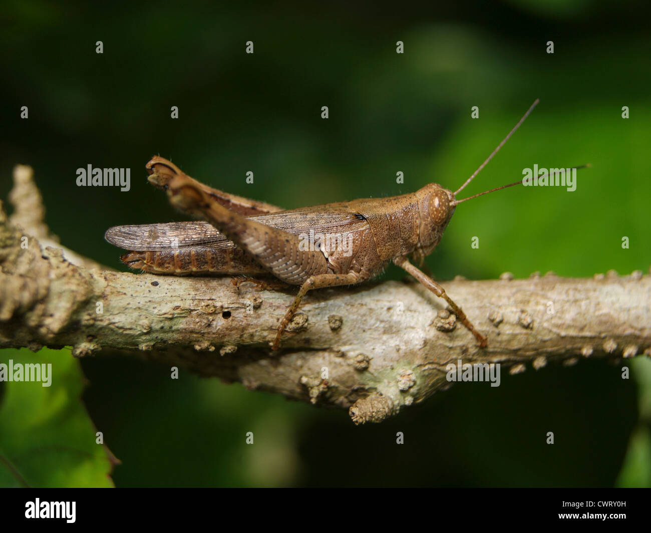 Sauterelle de camouflage , sur les forêts tropicales de l'Inde du Sud (Kerala) Banque D'Images