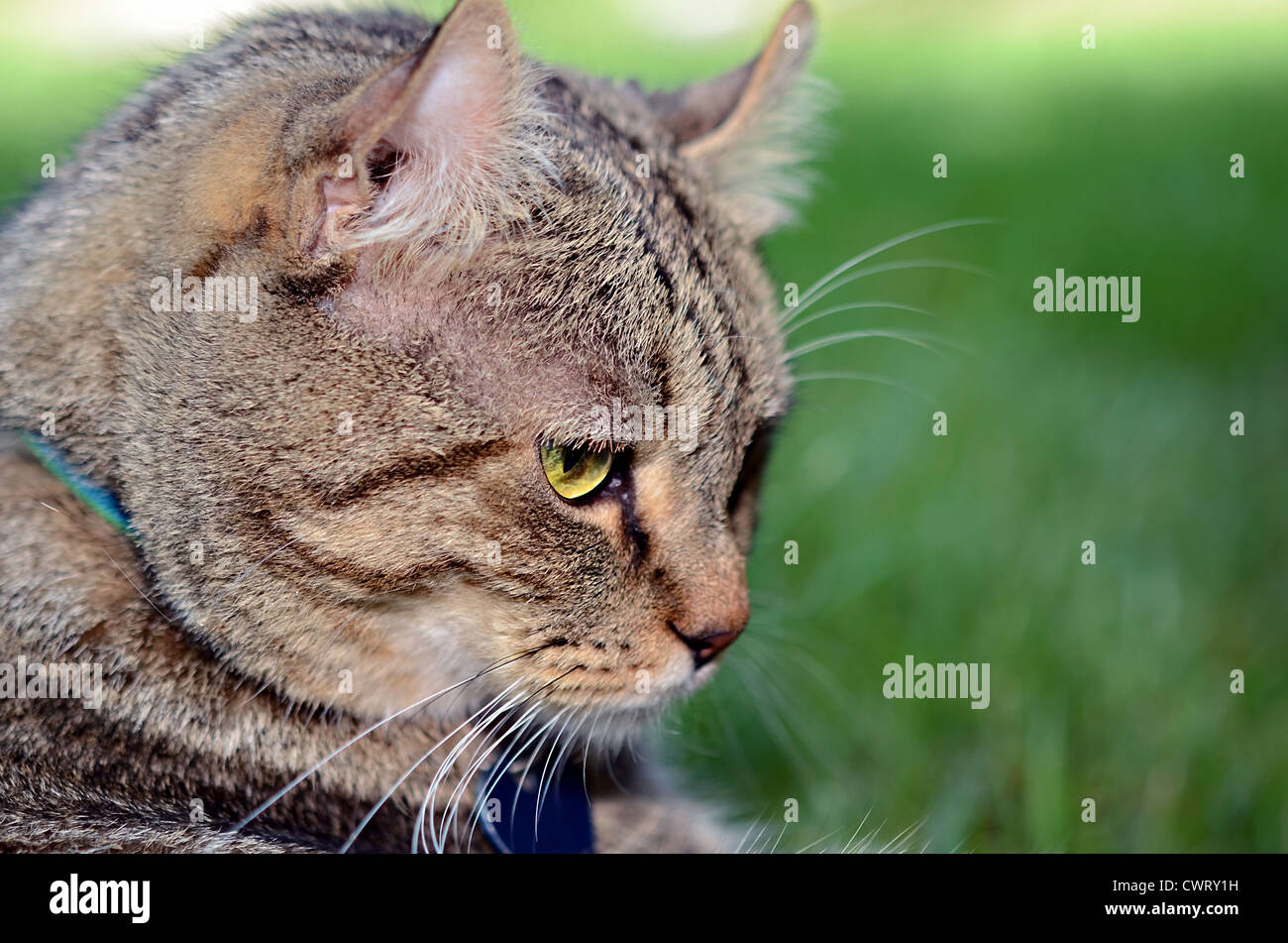 Profil d'un beau chat Lynx Highlander à l'extérieur en pleine réflexion. Banque D'Images