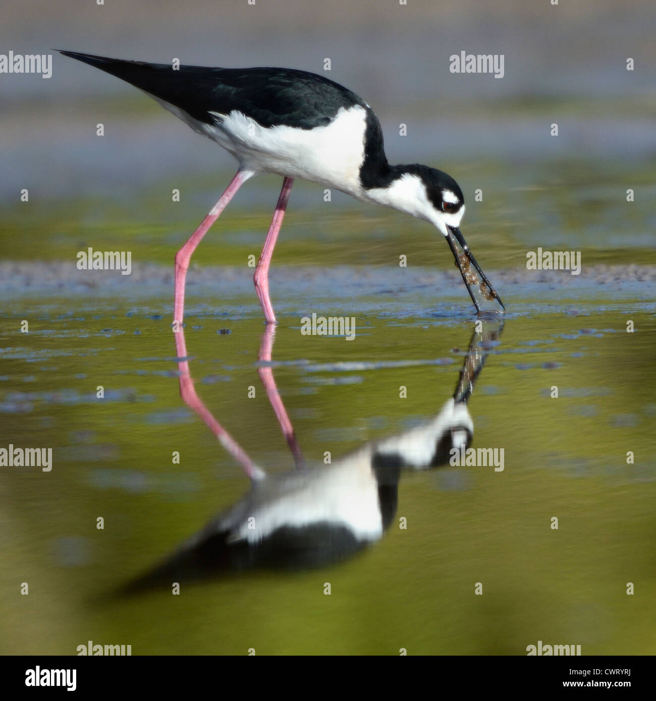 Échasse d'Amérique (Himantopus mexicanus) alimentation dans des zones peu profondes Banque D'Images