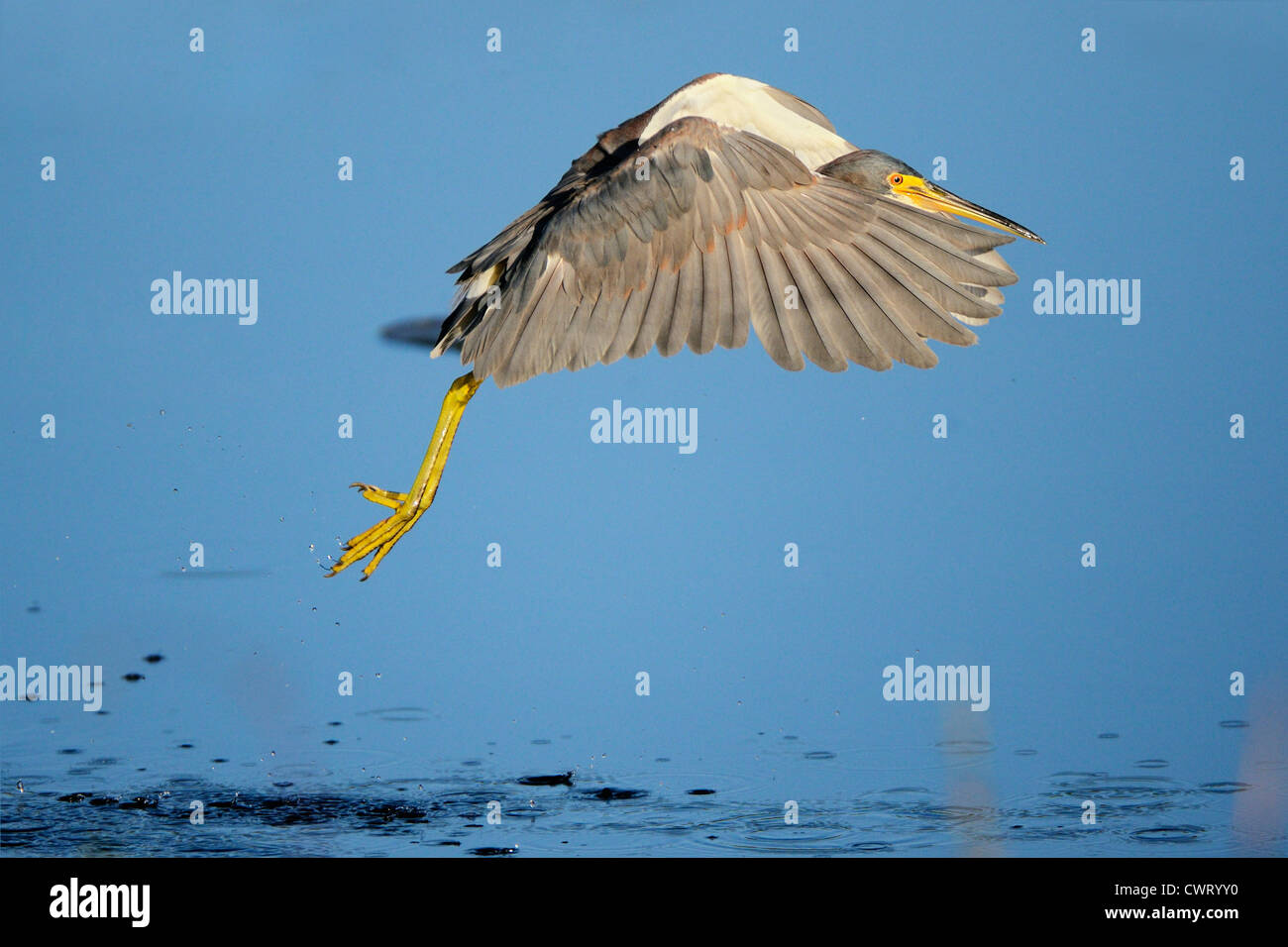 Aigrette tricolore flying Banque D'Images