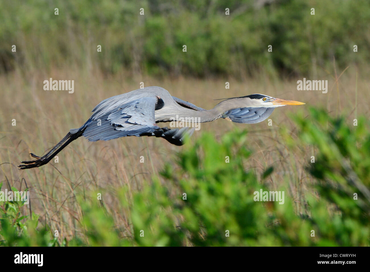 Grand Héron (Ardea herodias) volant bas Banque D'Images Grand Héron (Ardea herodias) volant bas Banque D'Images