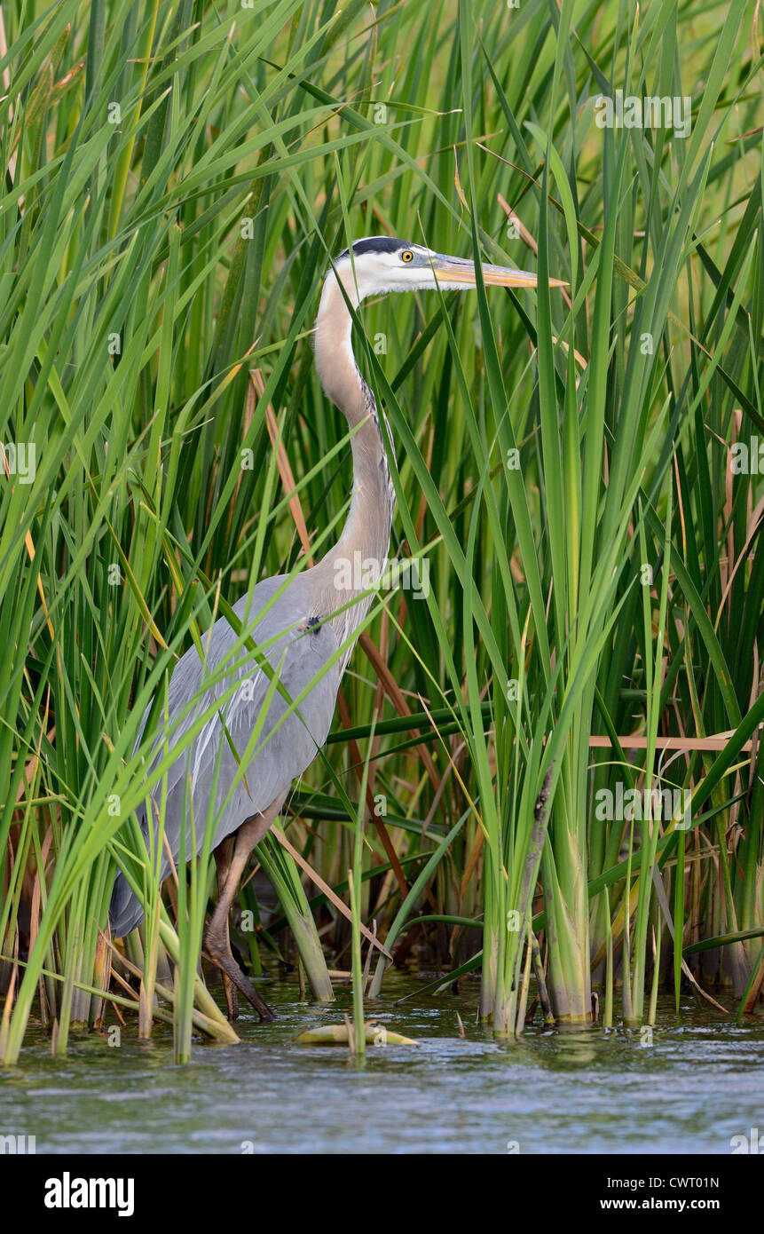 Grand Héron (Ardea herodias) Banque D'Images Grand Héron (Ardea herodias) Banque D'Images