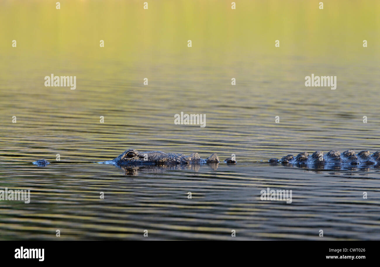 Alligator au coucher du soleil Banque D'Images