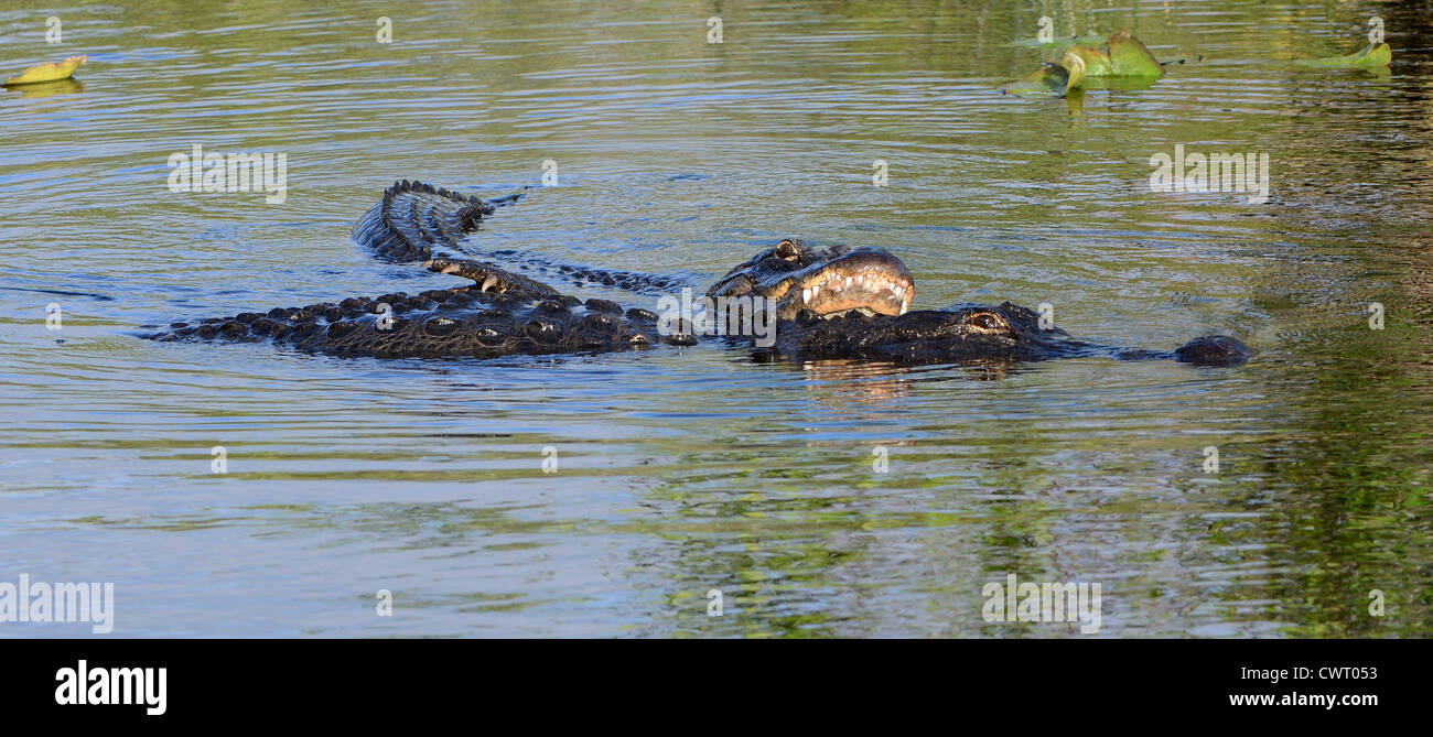 Les alligators américains Banque D'Images Les alligators américains Banque D'Images