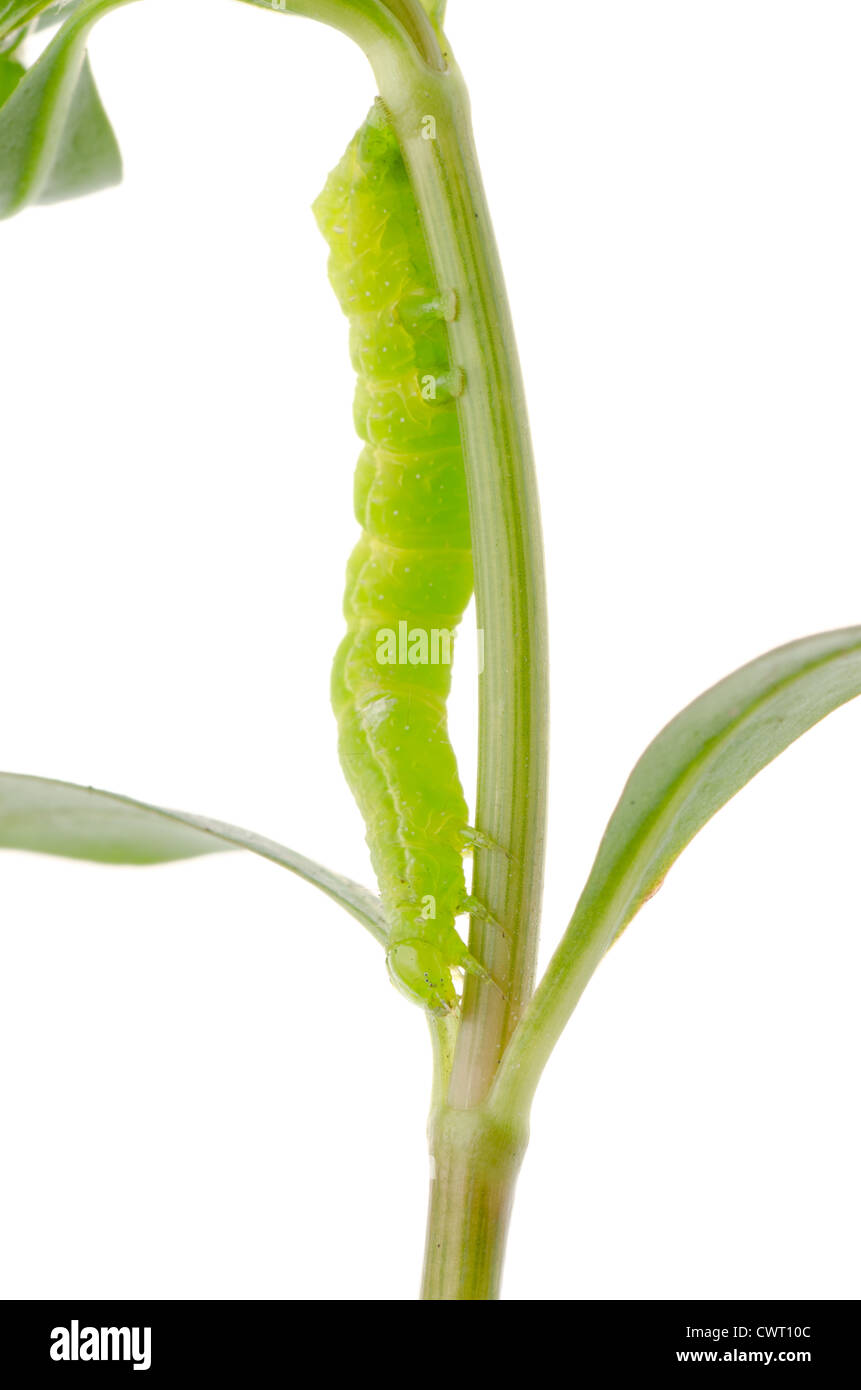 Betterfly vert insectes caterpillar isolated on white Banque D'Images