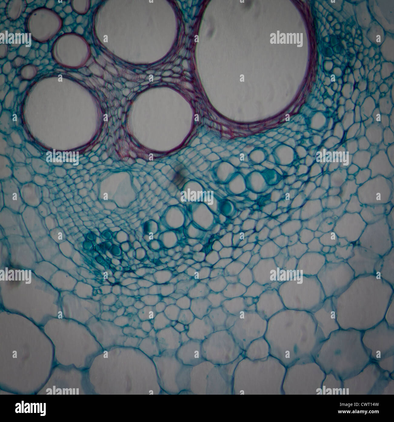 Microscopie microscopie tissu végétal, la tige de la citrouille, 200X de grossissement Banque D'Images