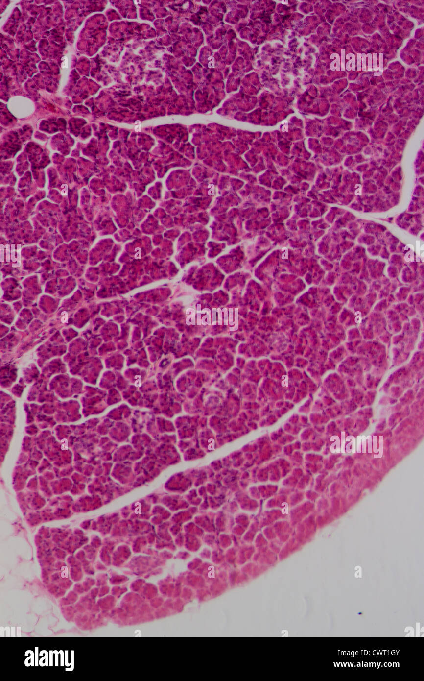 La section des sciences de tissus hépatiques microscopiques Banque D'Images