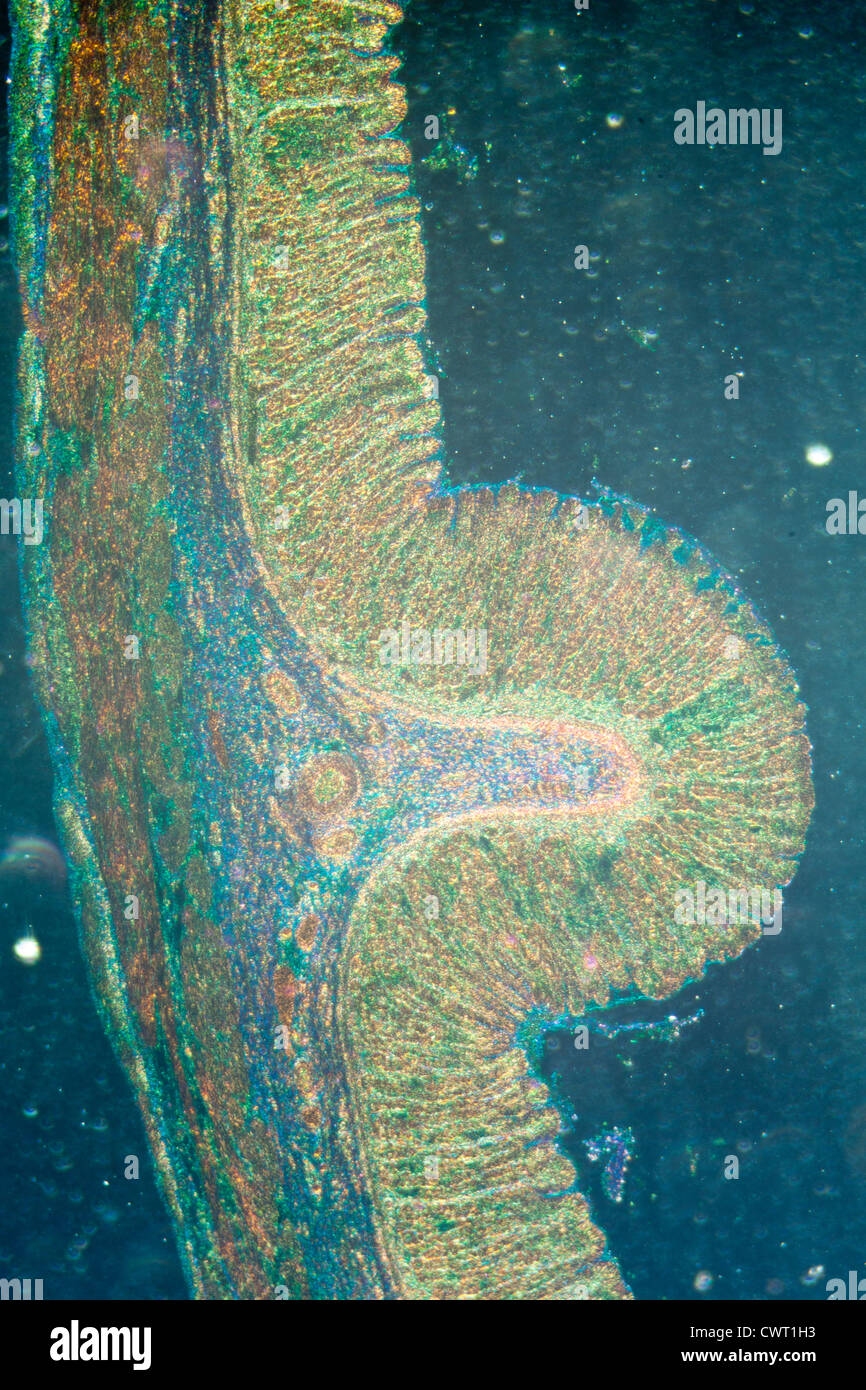 Medical science anthropotomy micrographie de la physiologie des tissus de l'estomac Banque D'Images