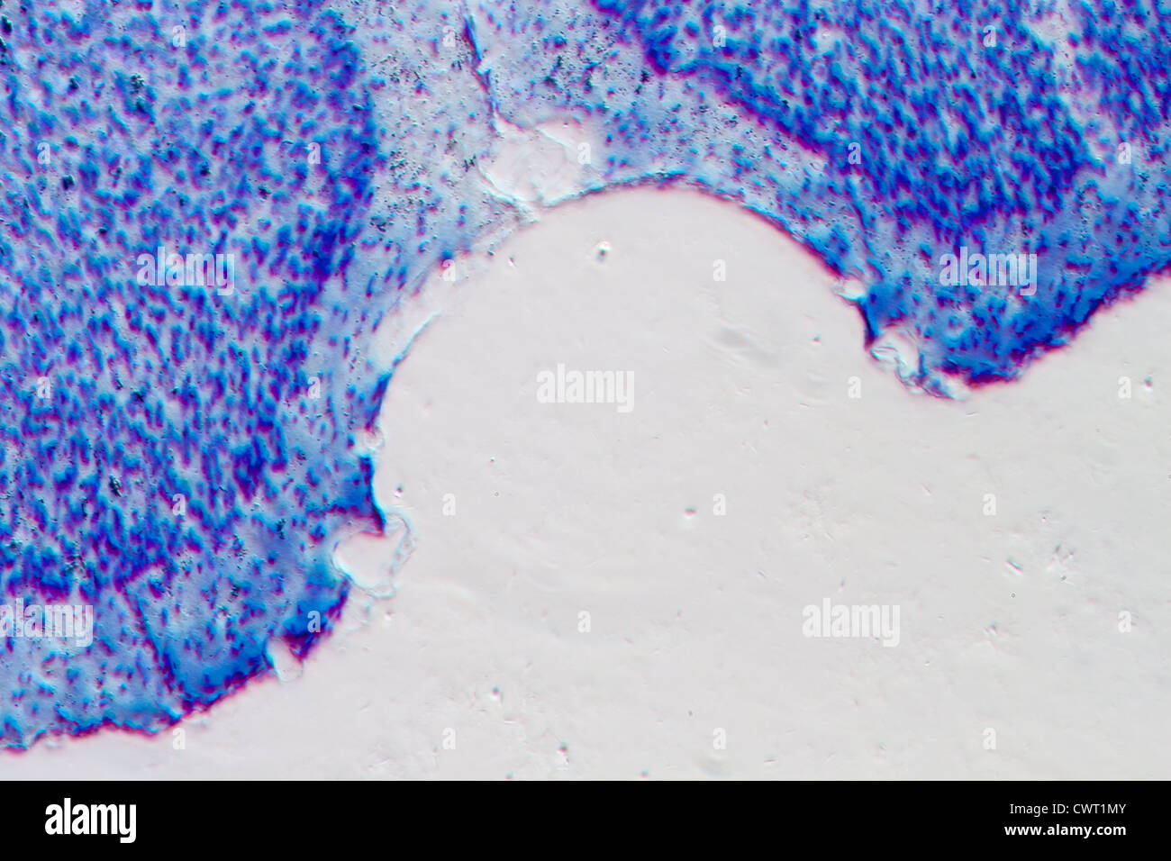 Microscopie médicale la science du cerveau de rat micrograph, les neurones de l'Hippocampe Banque D'Images