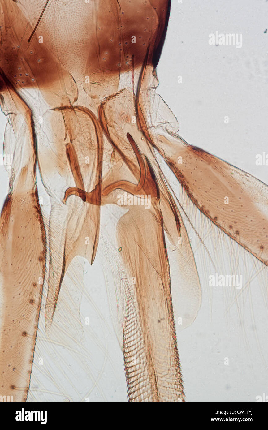 Microscopie sciences animales microphotographie de pièces buccales de l'abeille insecte Banque D'Images