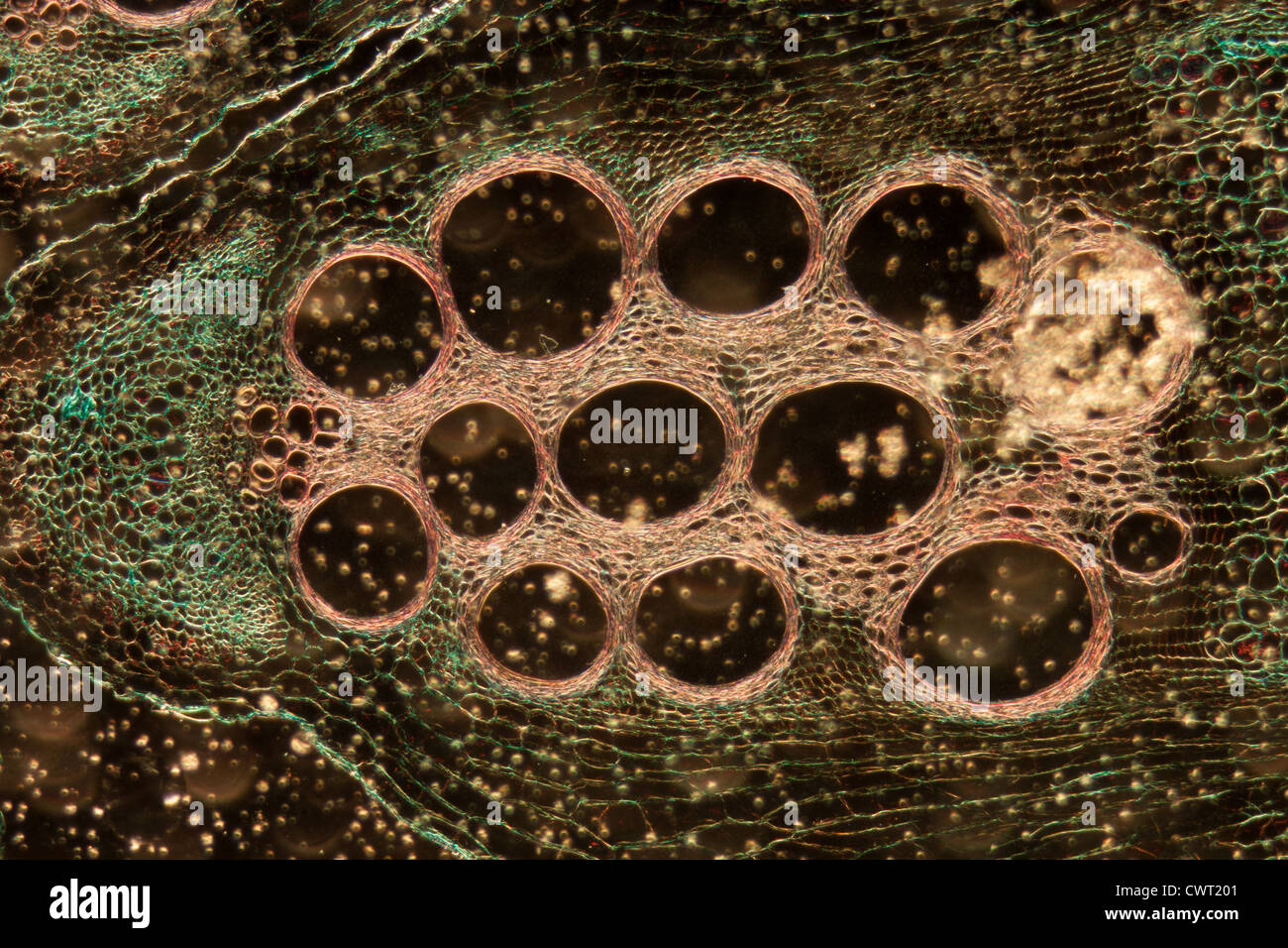 Microscopie microscopie tissu végétal, la tige de la citrouille, grossissement 100X Banque D'Images