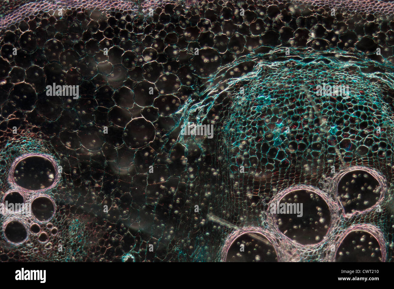 Microscopie microscopie tissu végétal, la tige de la citrouille, grossissement 100X Banque D'Images