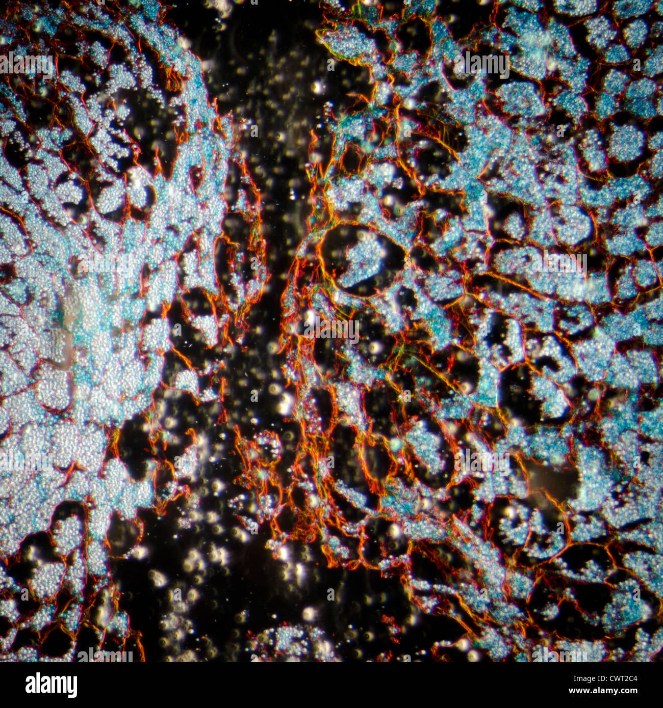 Microscopie microscopie tissus végétaux, embryon de maïs Banque D'Images