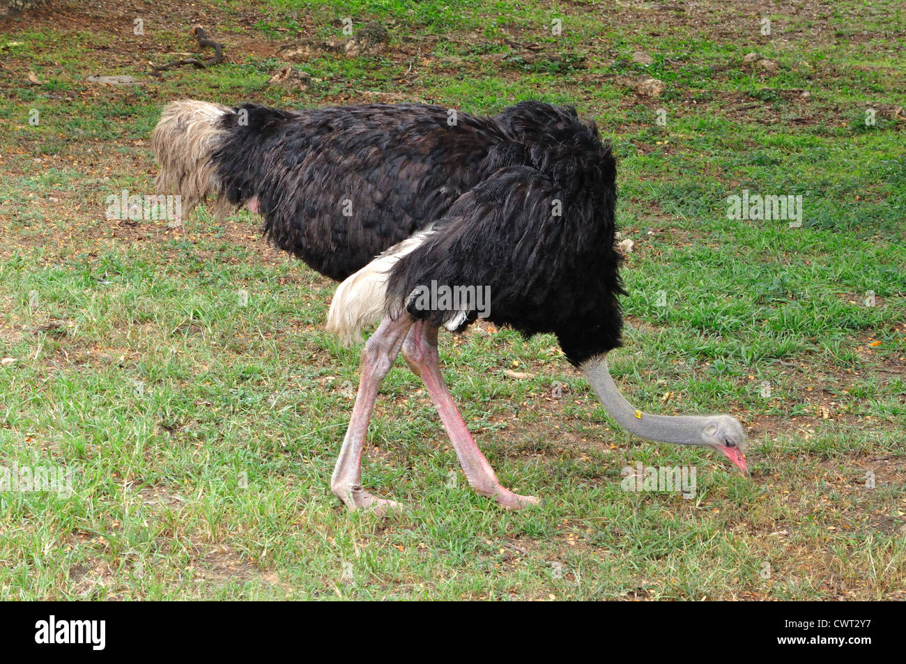 ( Autruche Struthio camelus ) Banque D'Images