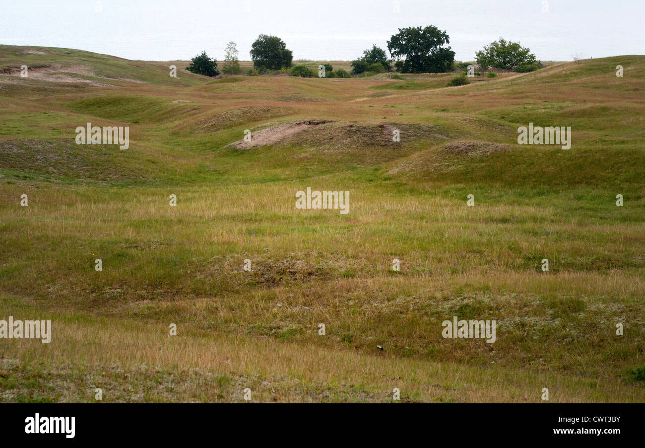 Plage de Moor, riche en chaux,est un précieux biotope avec des plantes rares Banque D'Images