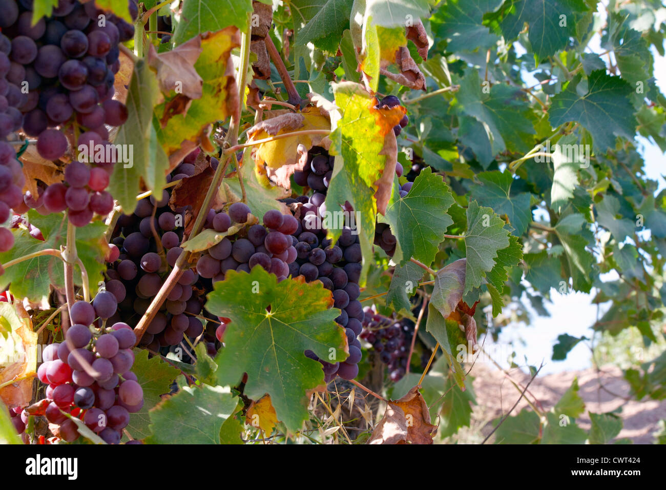 vigne Banque D'Images