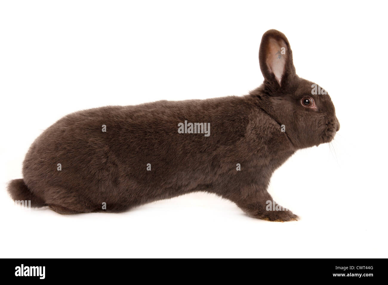 Neues Wiener / Bunny Banque D'Images