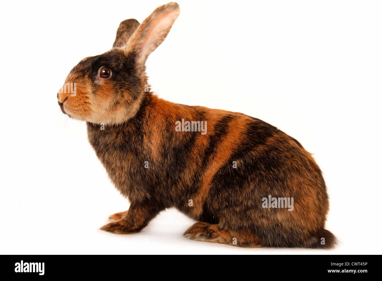 Lapin Japonais Banque De Photographies Et D Images A Haute Resolution Alamy