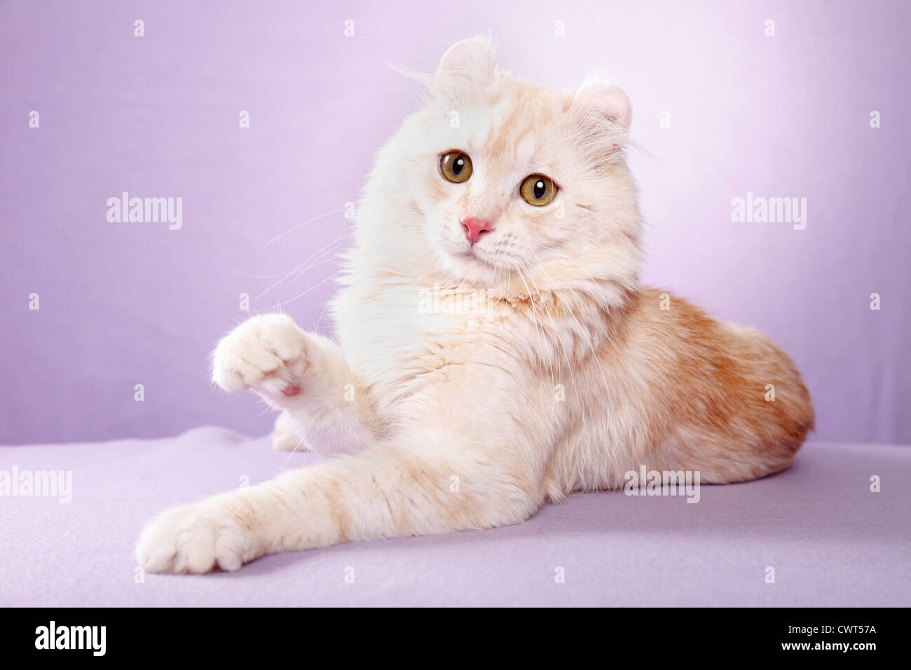 American Curl Banque D'Images