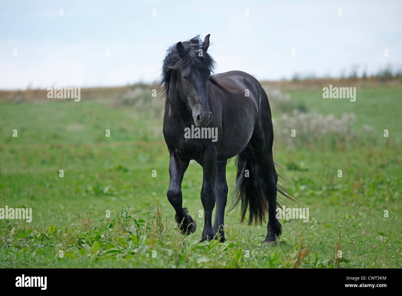 Junger Friesenhengst / jeune cheval frison étalon Banque D'Images