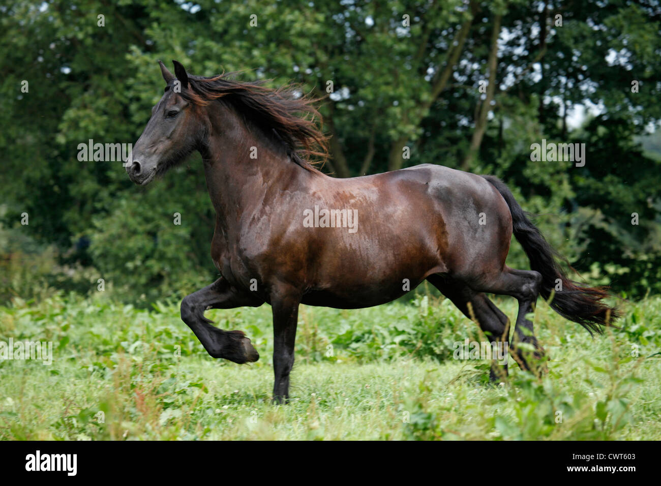 Friese Fohlen / Cheval frison poulain Banque D'Images