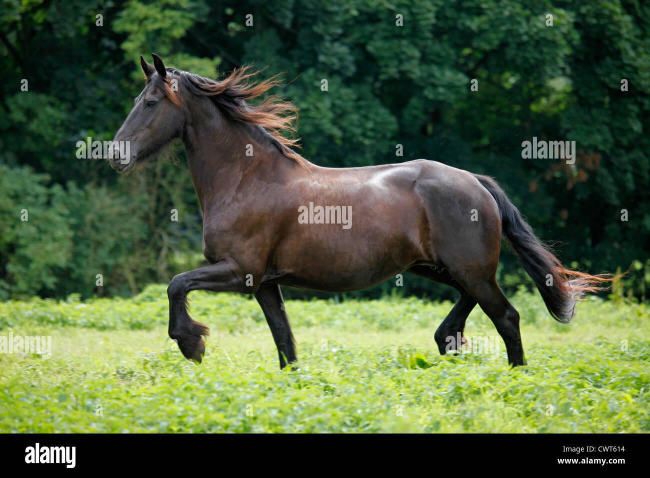 Friese / Cheval Frison Banque D'Images