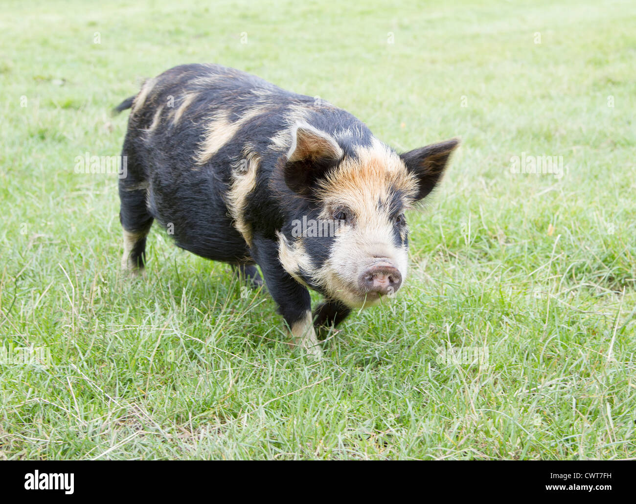 Race Rare Kunekune porcinet dans champ. 'Sus scrofa scrofa kunekune' Banque D'Images