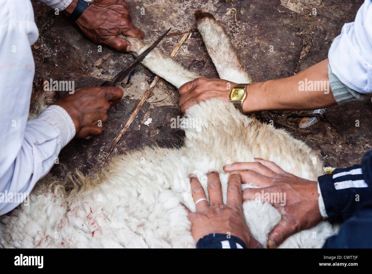 Sacrifice d'une chèvre pendant Bisket Jatra festival. Bhaktapur, Vallée de Katmandou, Népal Banque D'Images