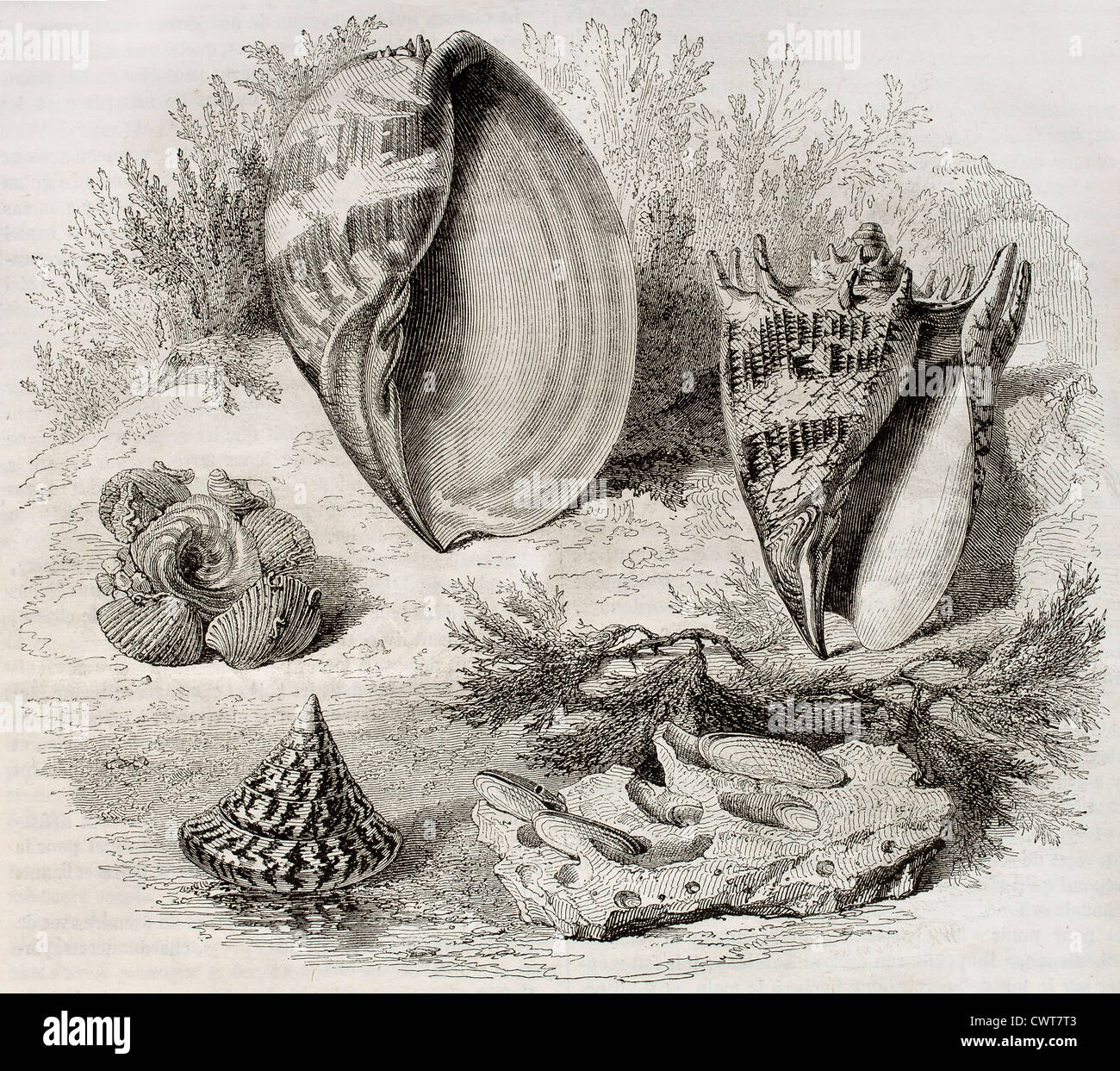 Shells : vieille illustration Banque D'Images
