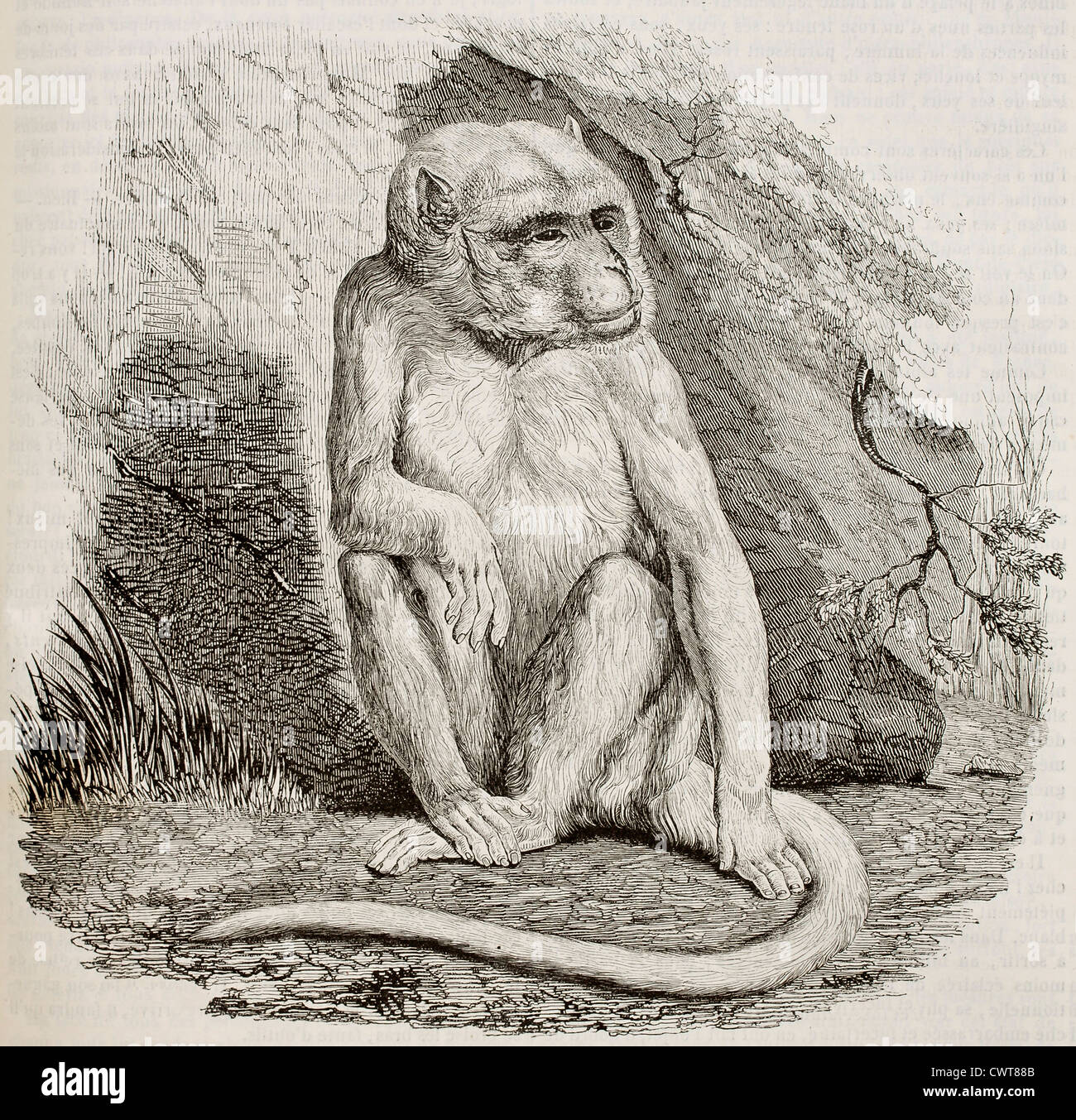 Singe albinos Banque D'Images