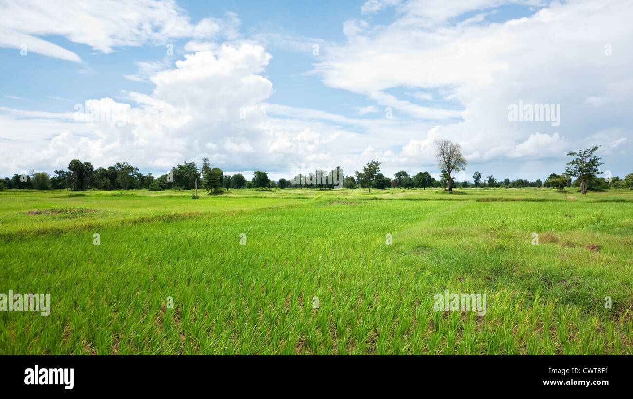 Séché, champ de riz dans la province de Banteay Meanchey, au Cambodge Banque D'Images