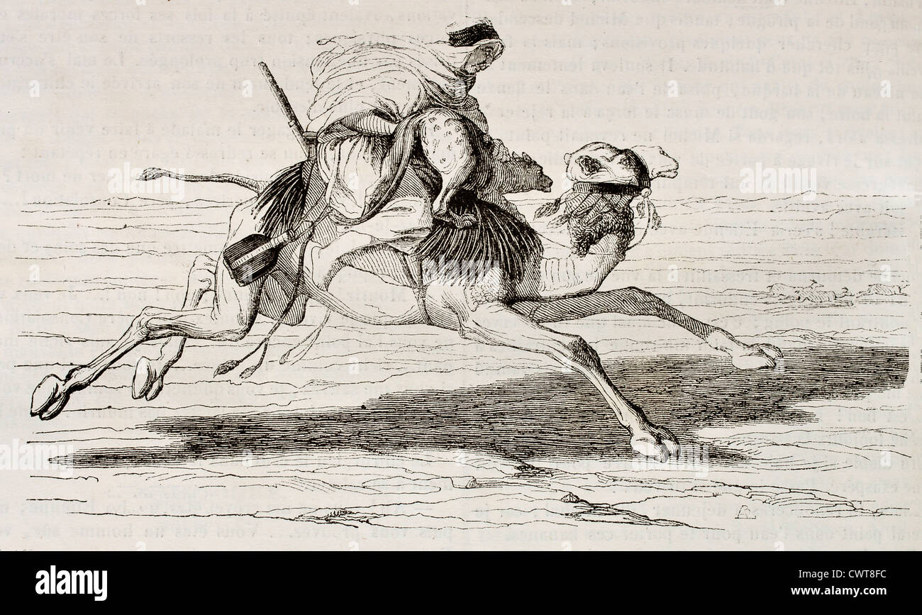 Le dromadaire à cheval au galop Banque D'Images