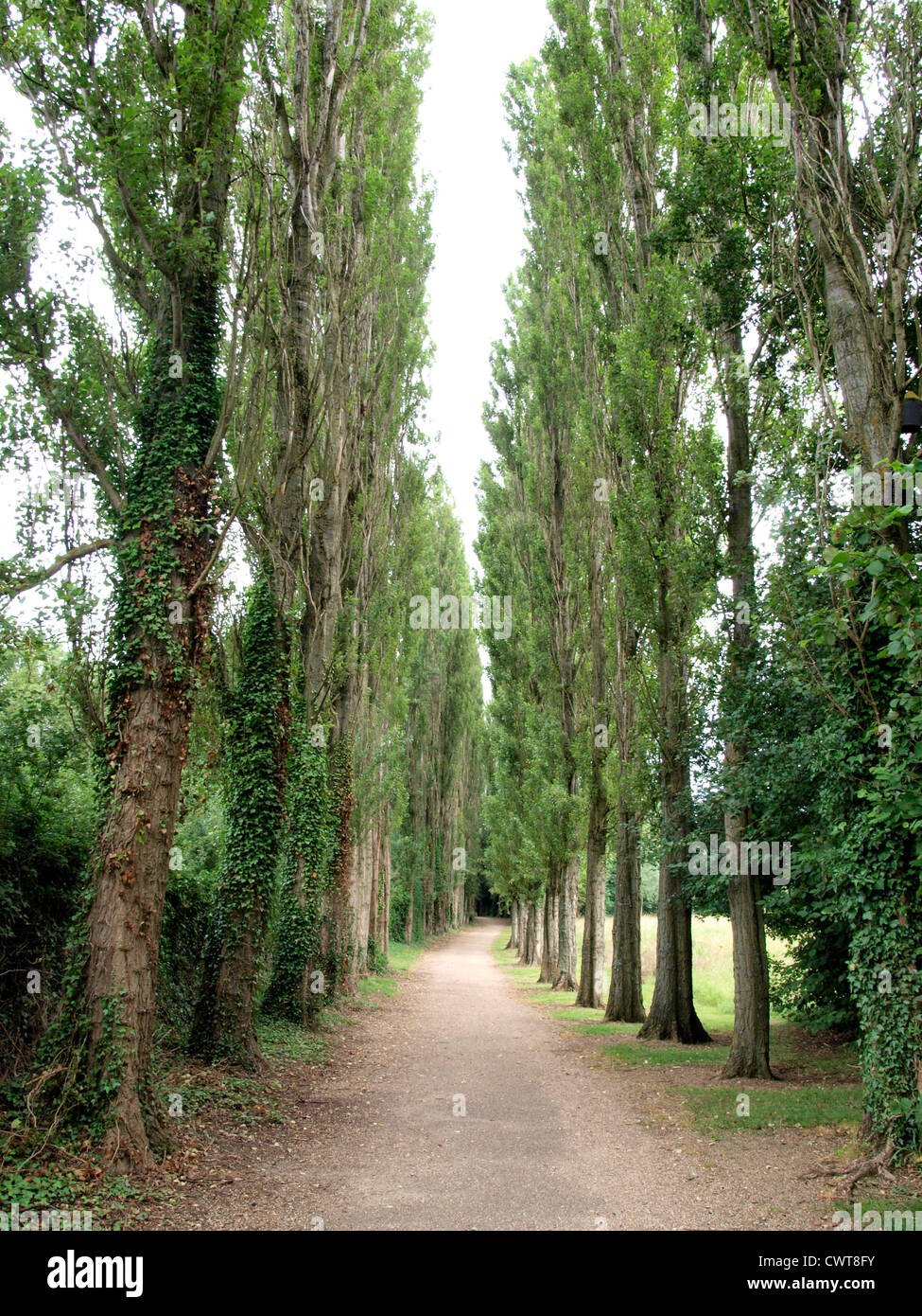 Chemin bordé d'arbres à travers Park, Milton Keynes, UK Banque D'Images