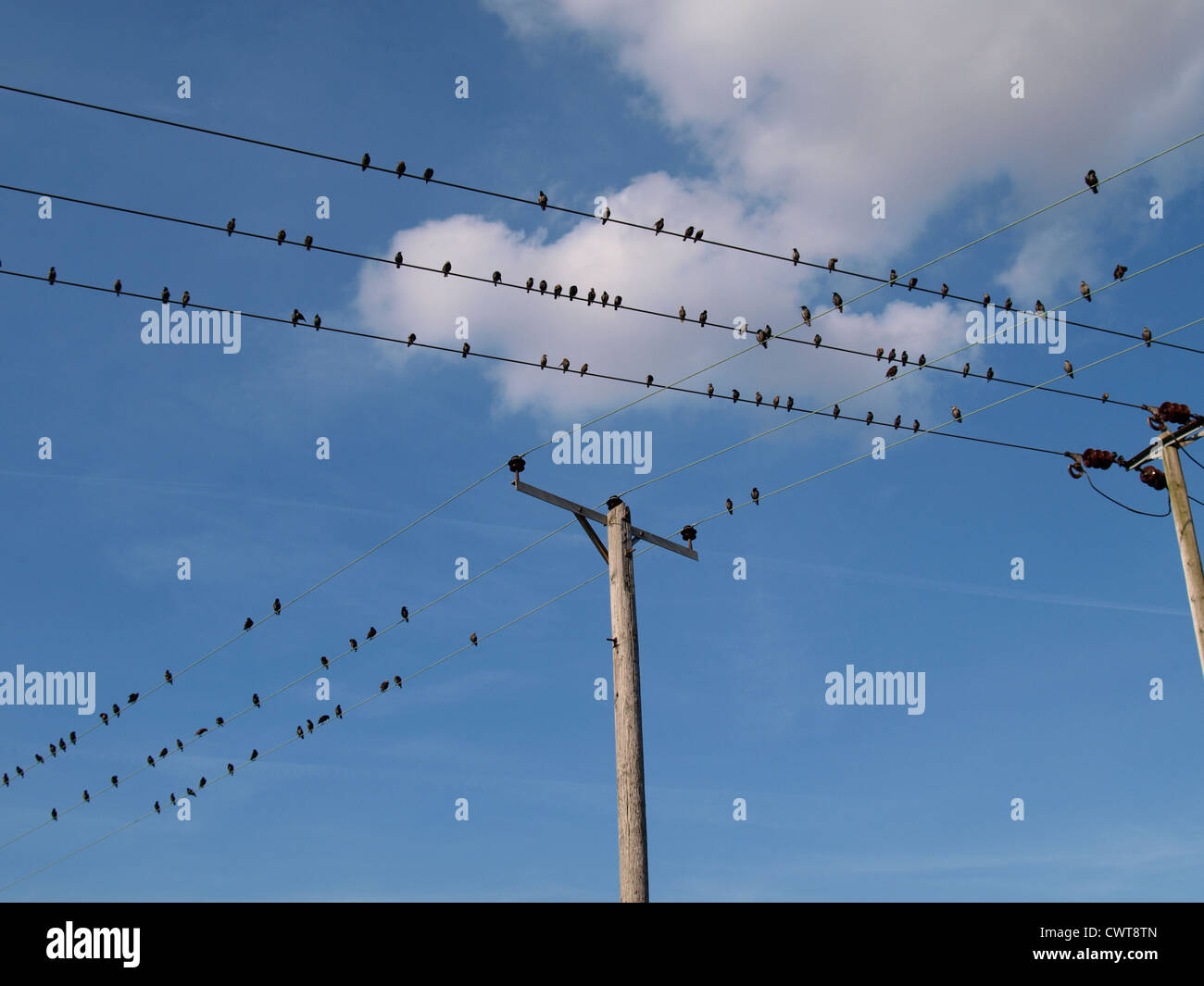 Troupeau d'étourneaux sur les lignes télégraphiques, Sturnus vulgaris, UK Banque D'Images