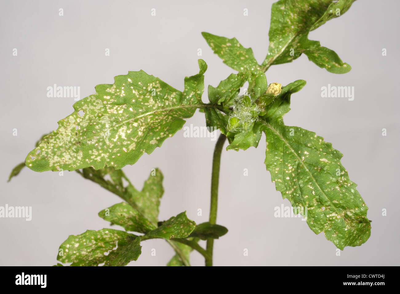 Dégâts de Thrips des feuilles de roquette floraison Banque D'Images