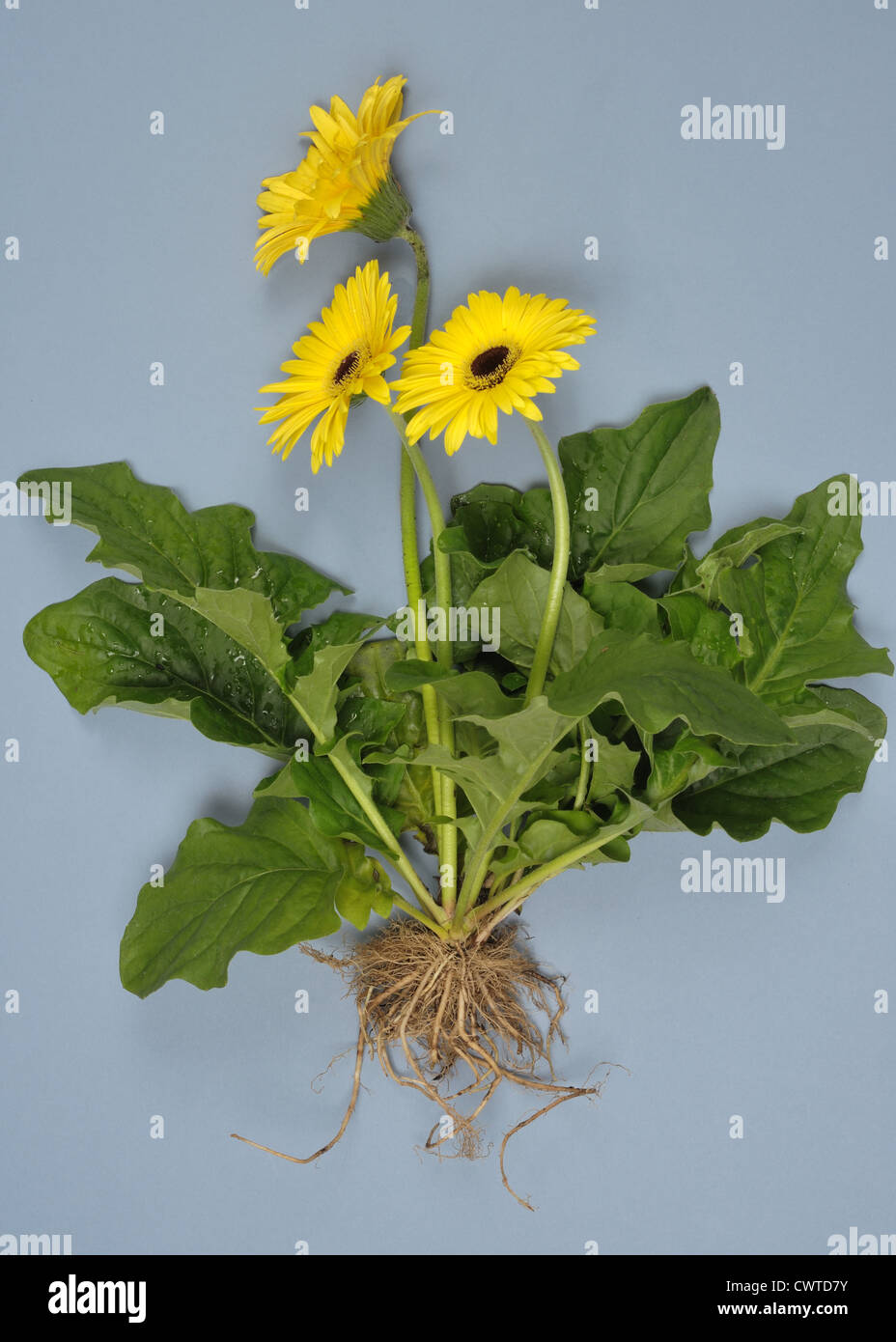 Gerbera plante avec des fleurs jaunes, les feuilles et les racines exposées pour montrer la structure des plantes Banque D'Images Gerbera plante avec des fleurs jaunes, les feuilles et les racines exposées pour montrer la structure des plantes Banque D'Images