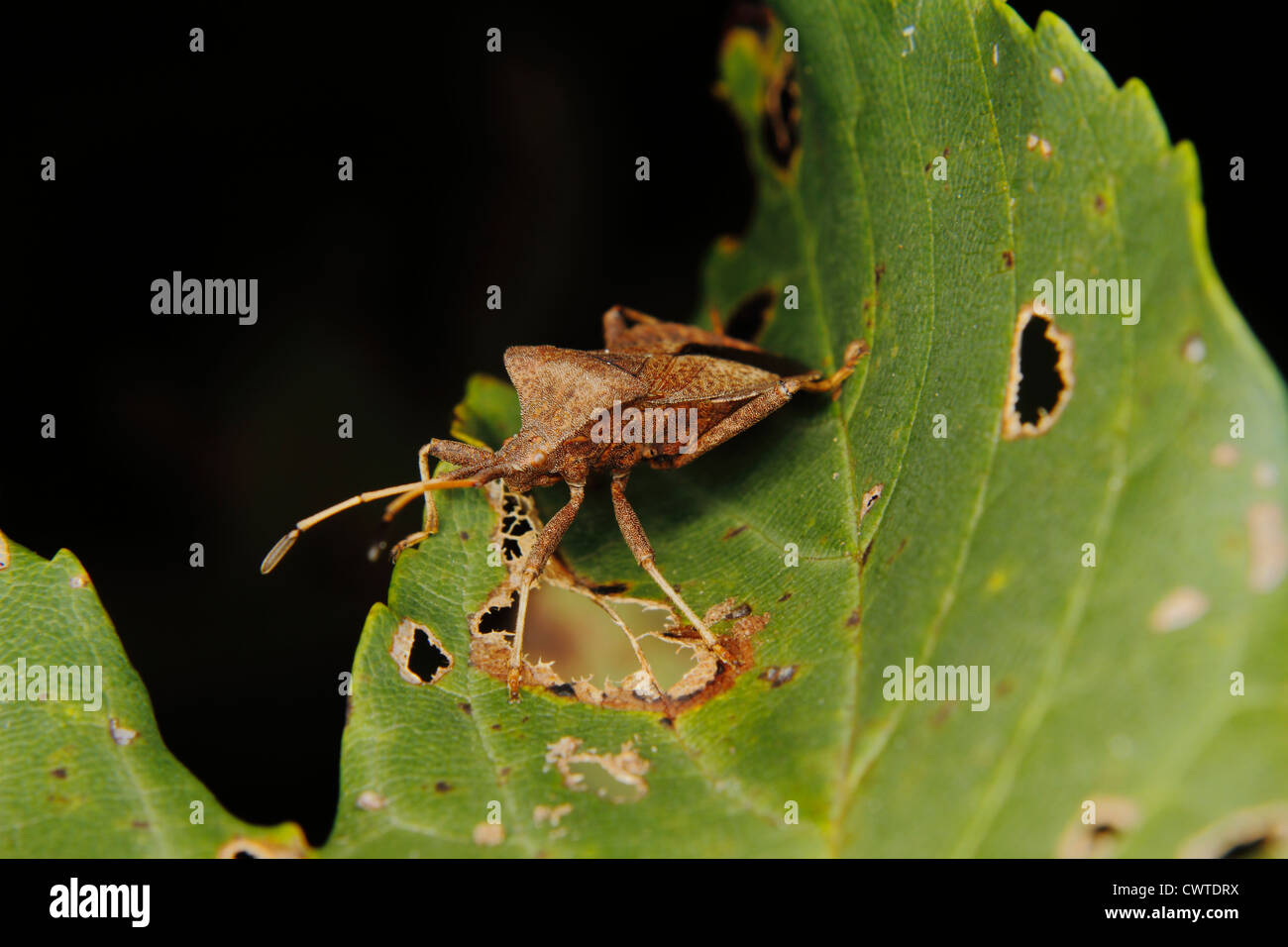 Bug Dock (Coreus marginatus) sur une feuille Banque D'Images