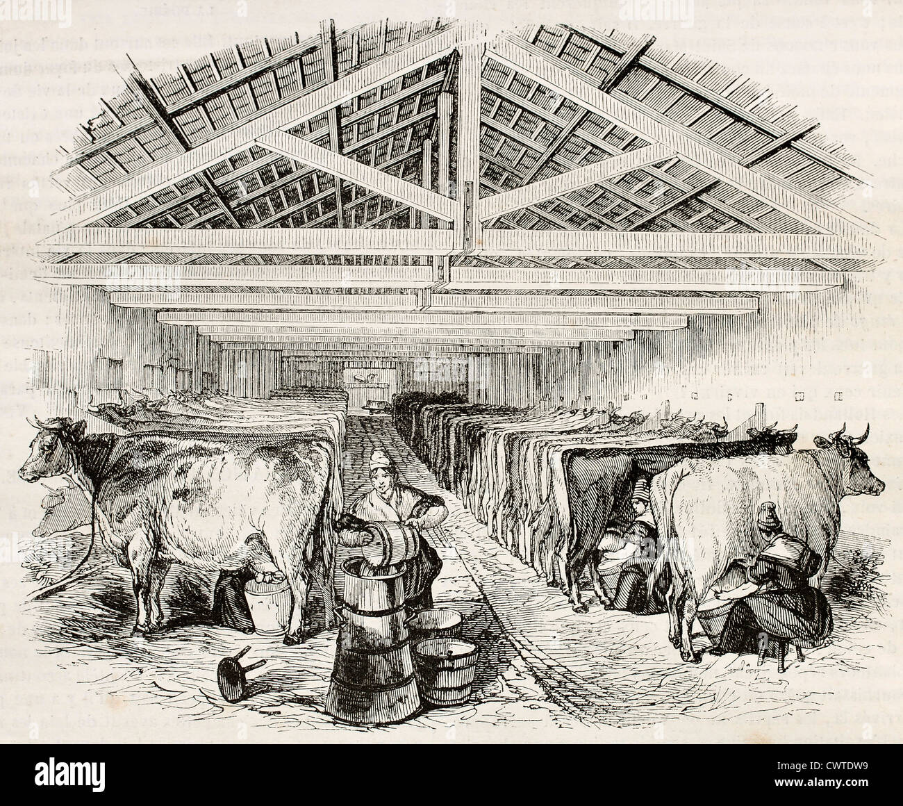 Ancienne Etable Avec Vache Banque De Photographies Et D images Haute ancienne-etable-avec-vache-banque-de-photographies-et-d-images-haute