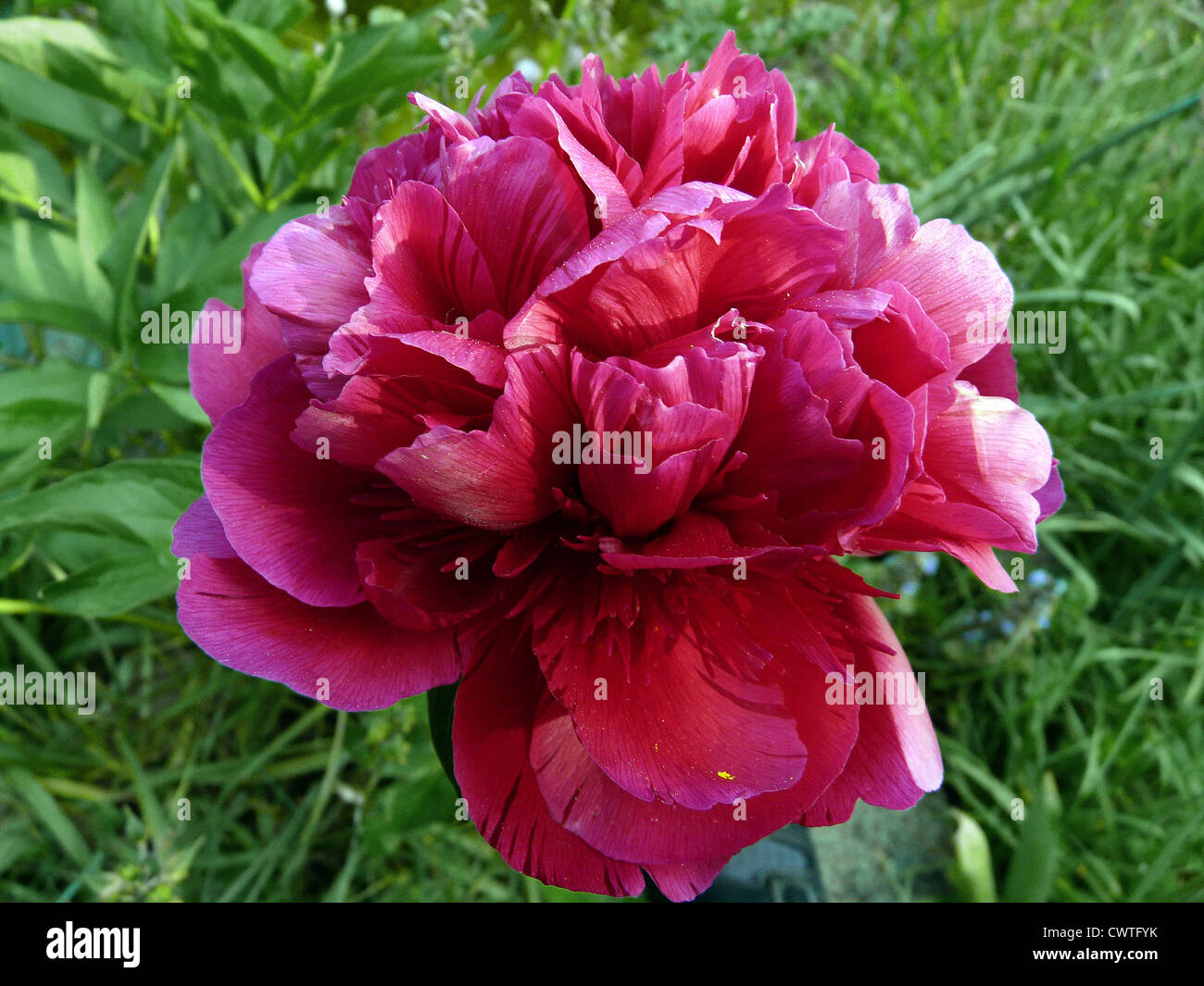 Fleur de pivoine Banque D'Images