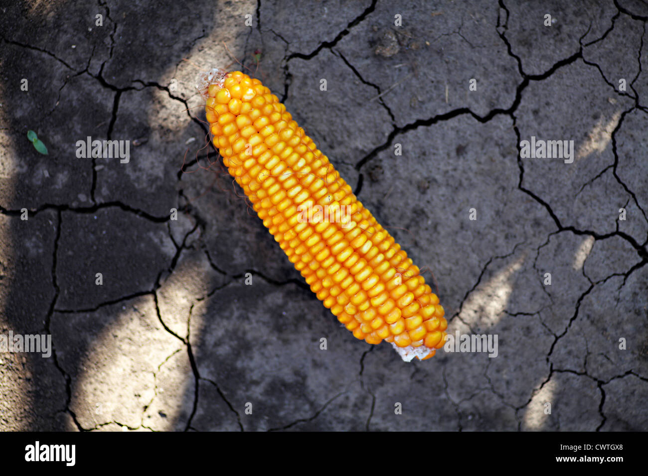Le maïs qui est représenté sur une terre craquelée à sec Banque D'Images