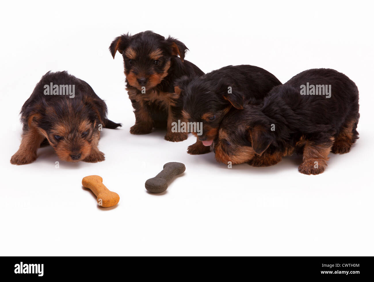 Quatre chiots yorkshire à partir d'une inspection de la litière quelques biscuits pour chiens Banque D'Images