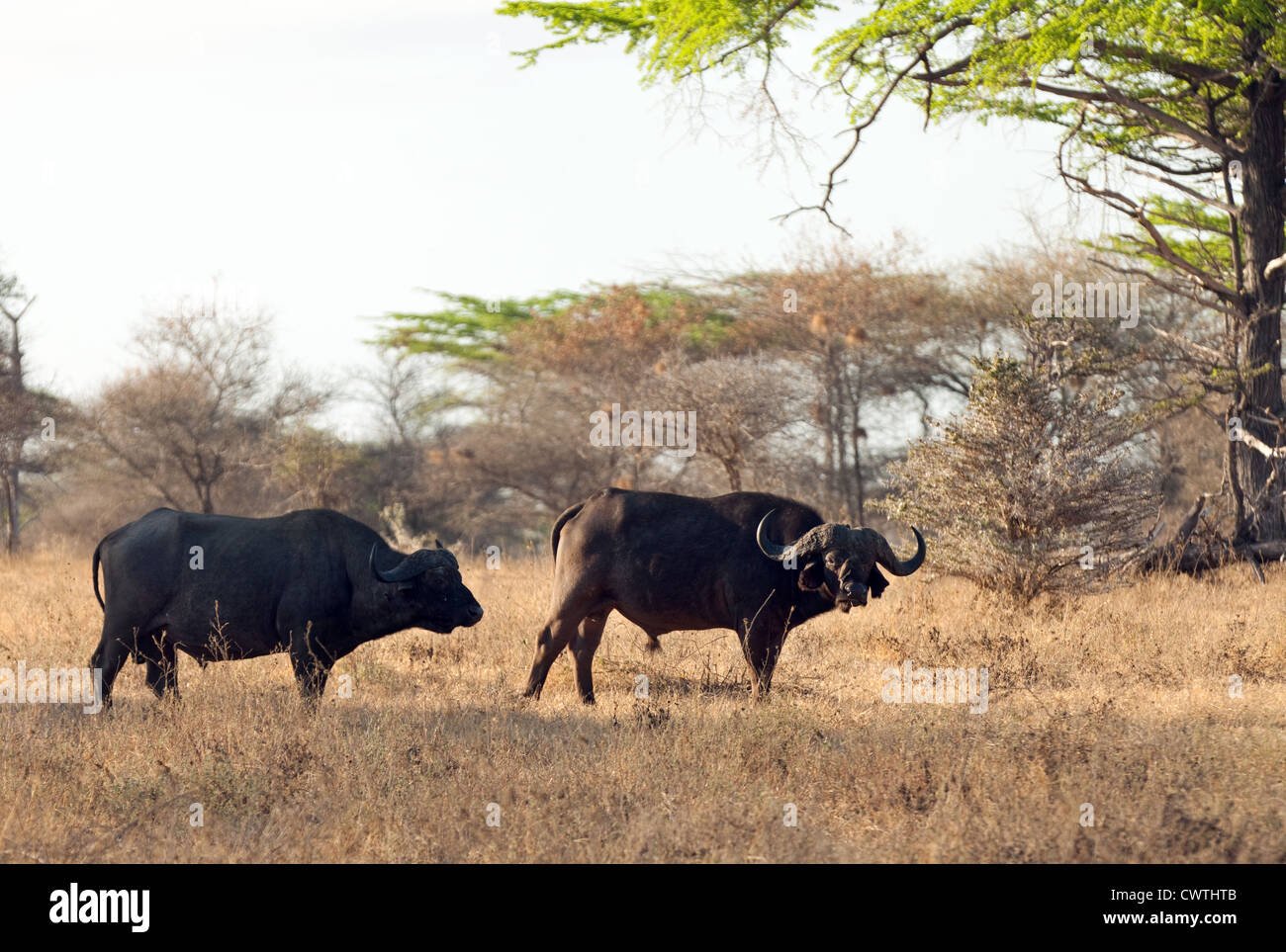 Une paire de buffles d'Afrique (Syncerus caffer), Selous, Tanzanie Afrique Banque D'Images