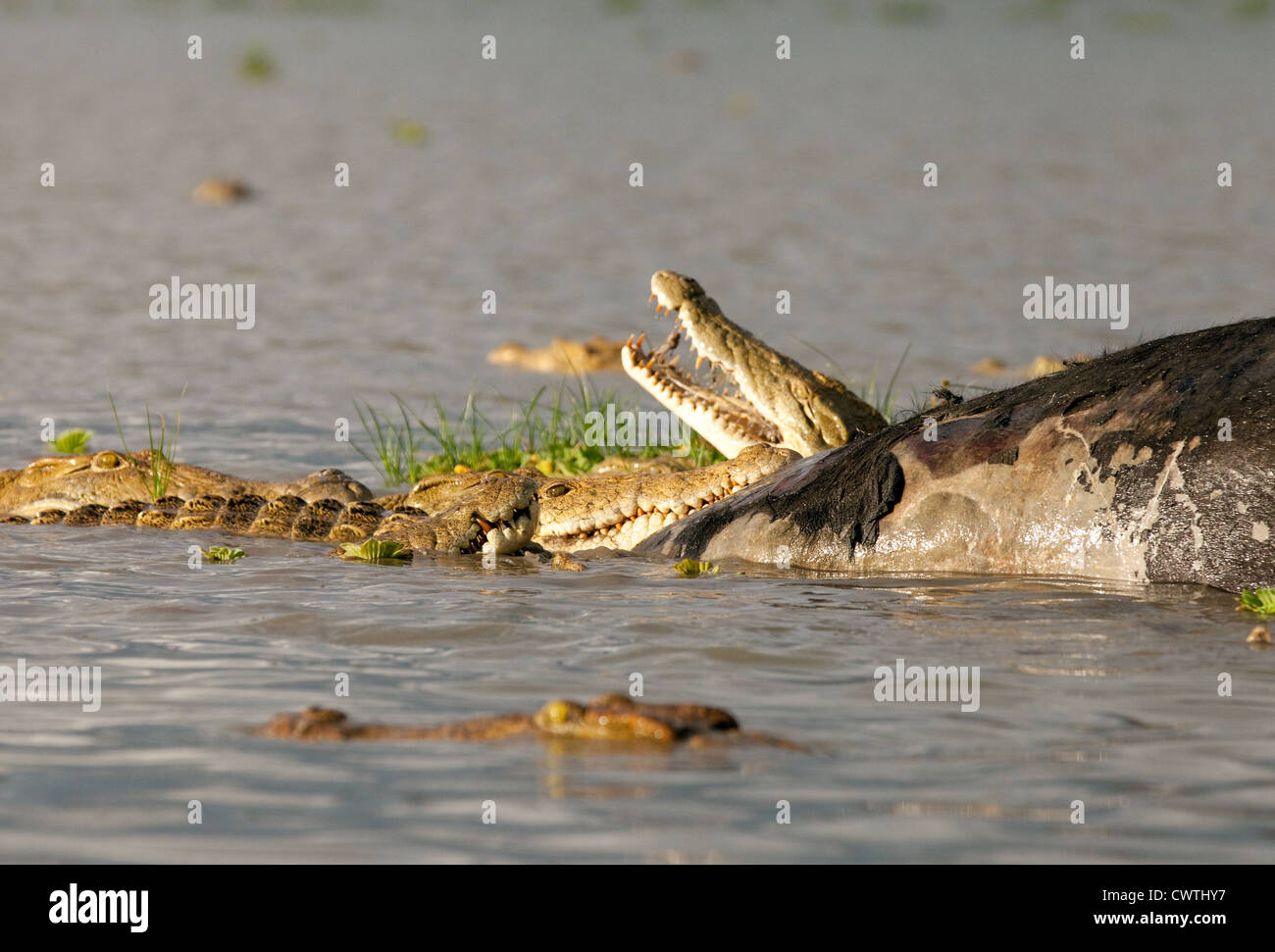Les crocodiles du Nil qui se nourrissent de la carcasse d'un buffle africain, lac Manze, Selous Tanzanie Afrique Banque D'Images
