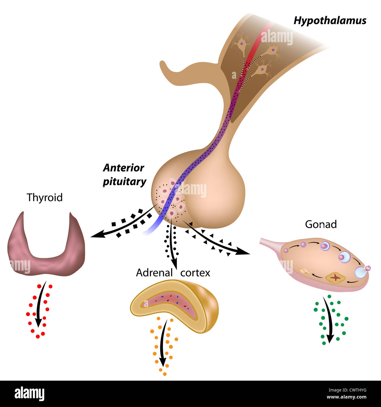 L'axe hypothalamo-hypophyso-thyroïdien , l'axe hypothalamo-hypophyso-surrénalien et l'axe hypothalamo-hypophyso-gonadique Banque D'Images