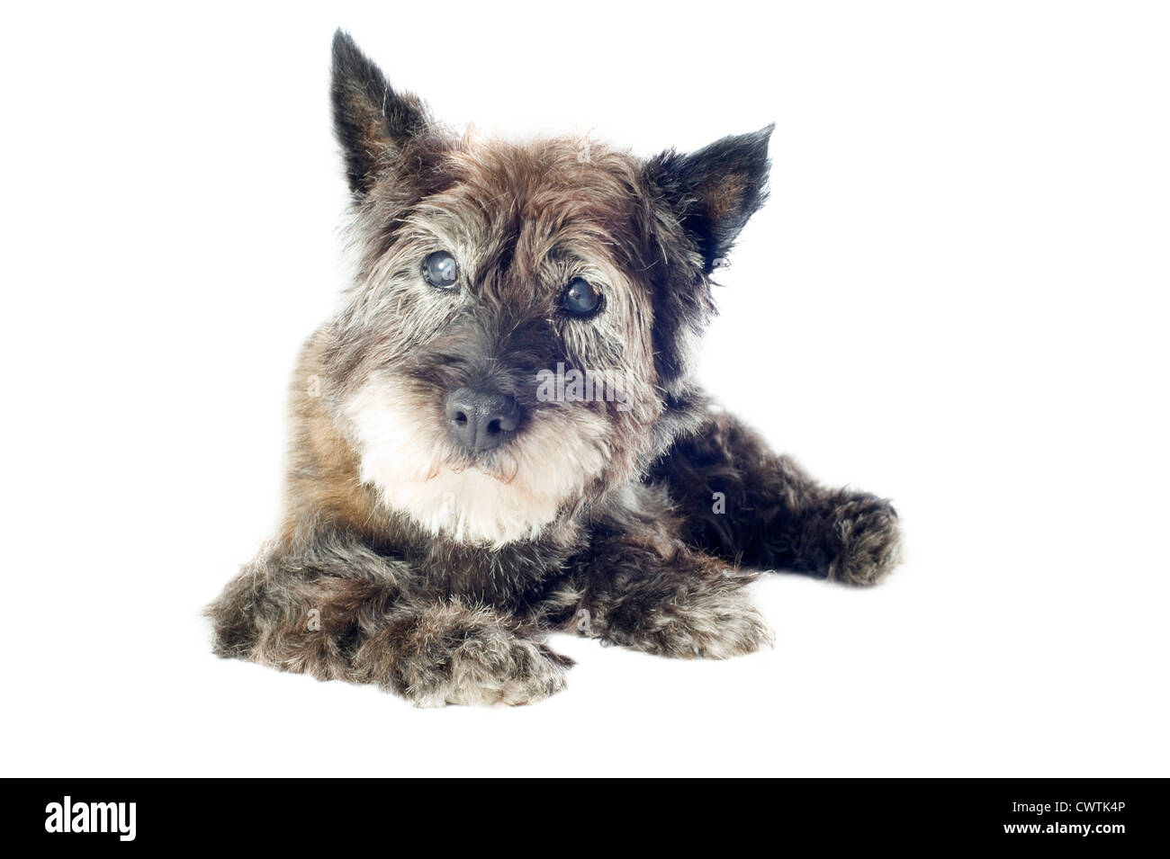 Les cairn terrier, 14 ans, devant un fond blanc Banque D'Images