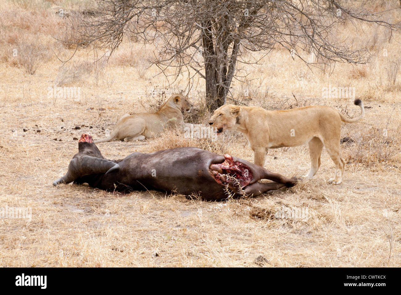 Deux lions et leurs femelles adultes (tuer un buffle mort), la réserve de gibier de Selous Tanzanie Afrique Banque D'Images