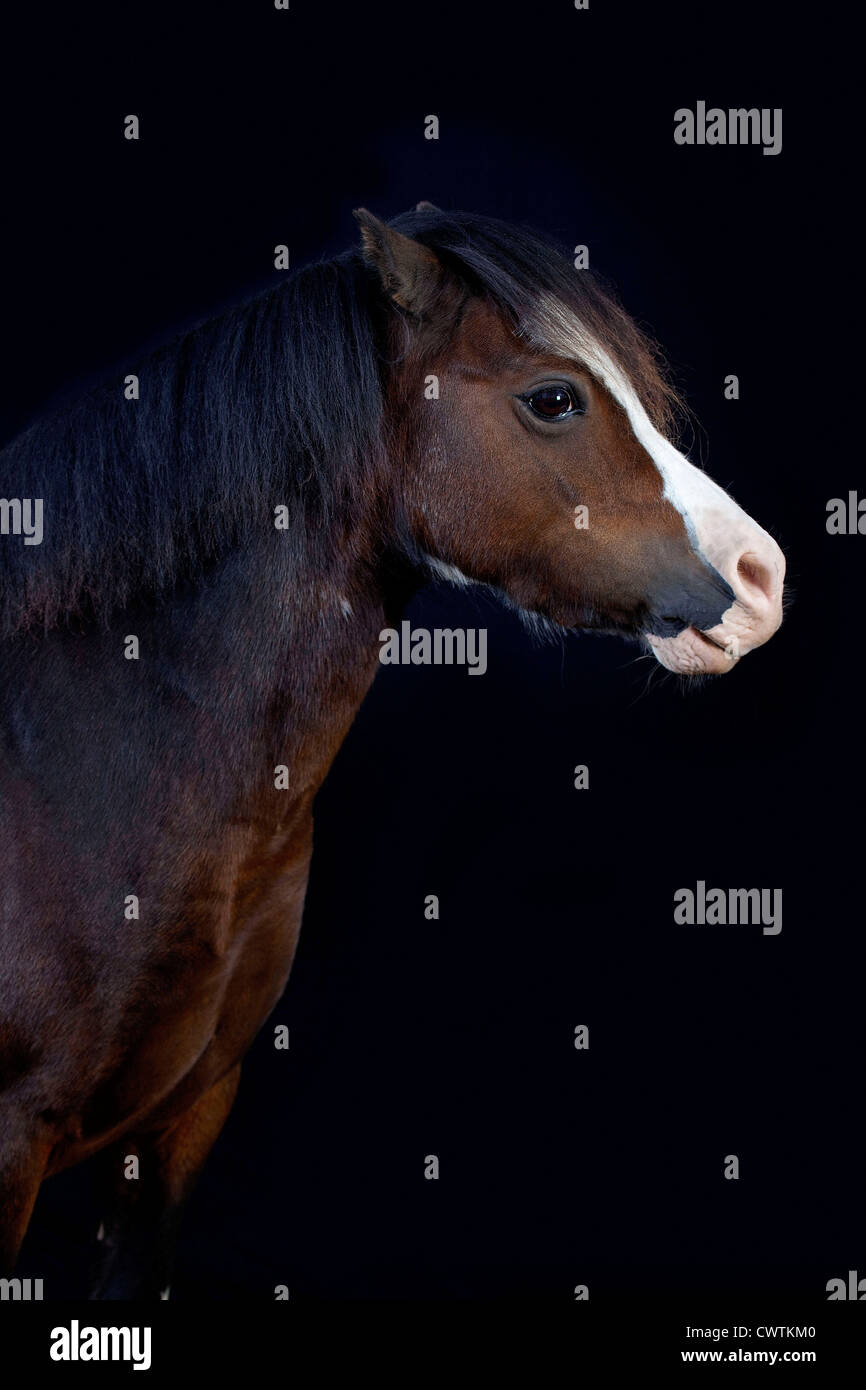 Poney welsh marron sur fond noir Banque D'Images
