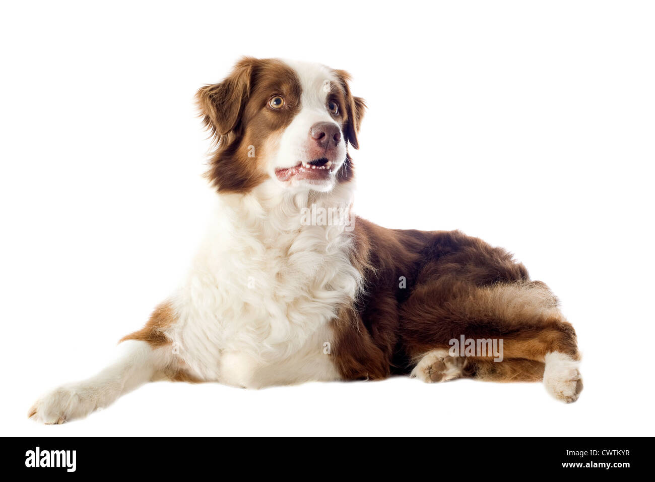 Berger Australien pure race, in front of white background Banque D'Images