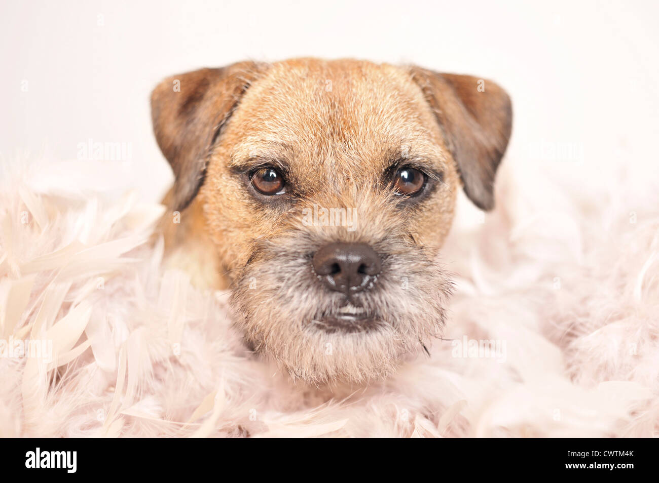 Border Terrier Portrait Banque D'Images
